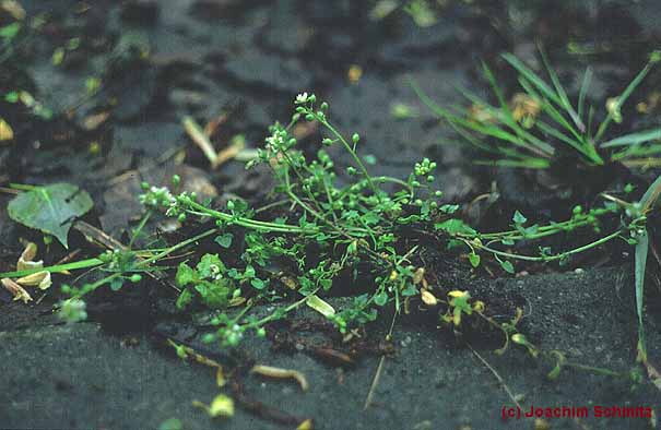 Cochlearia danica