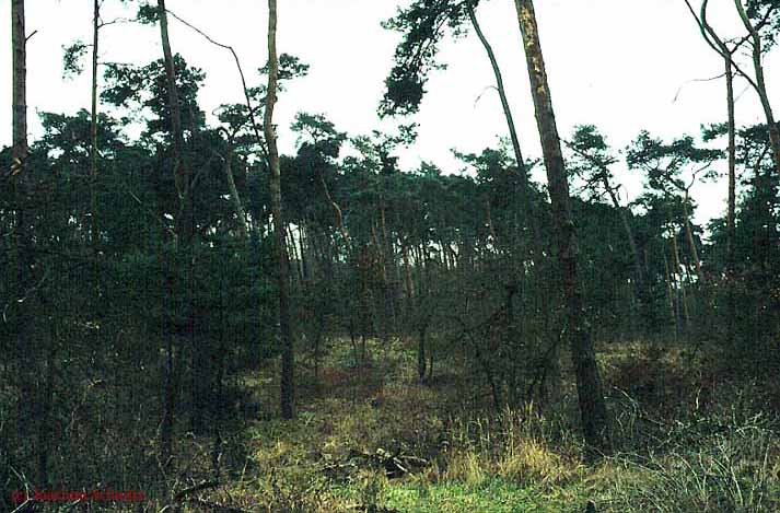 Pyrolo-Pinetum sylvestris