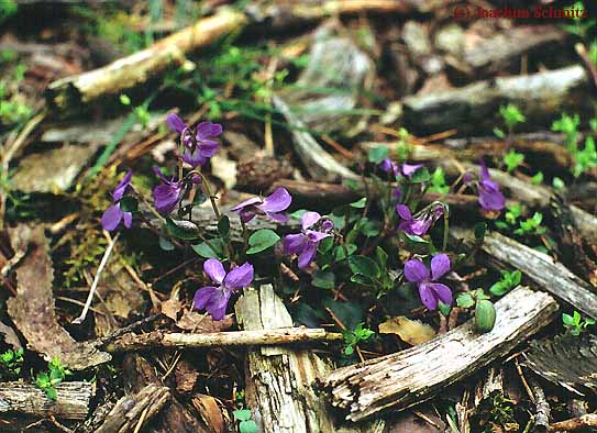 Viola rupestris