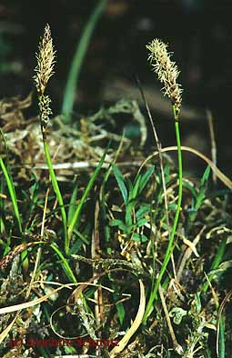 Carex ericetorum