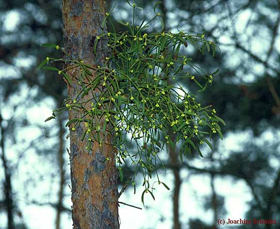 Viscum album ssp.austriacum