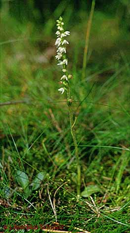 Goodyera repens