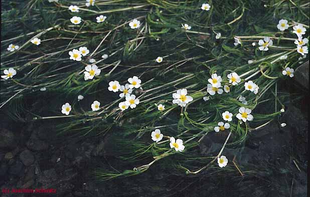 Ranunculus fluitans