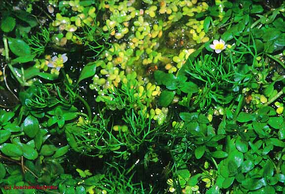 Ranunculus trichophyllus ssp. tr.