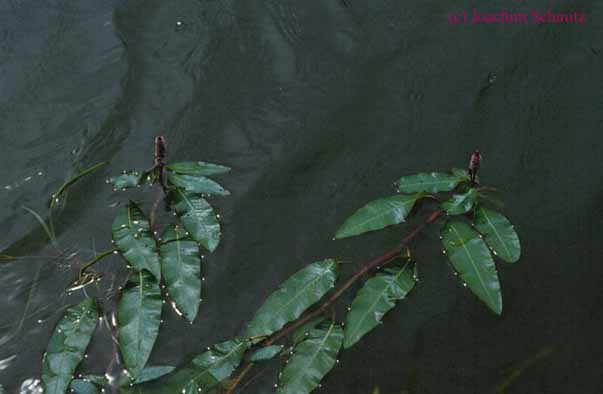 Persicaria amphibia