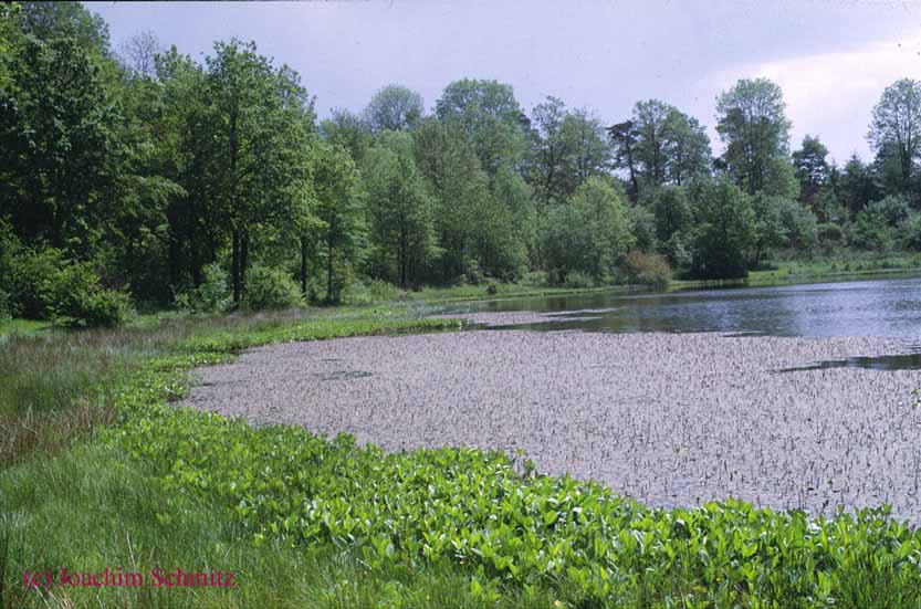 Kratersee