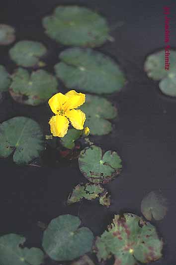 Nymphoides peltata