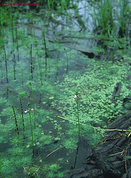 Hottonietum palustris