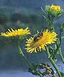 Inula britannica