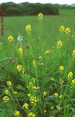 Barbarea vulgaris