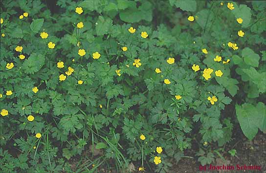 Ranunculus repens