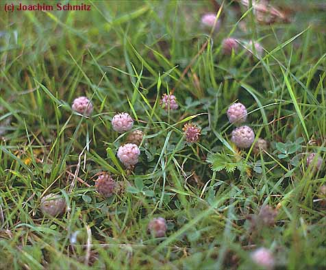 Trifolium fragiferum