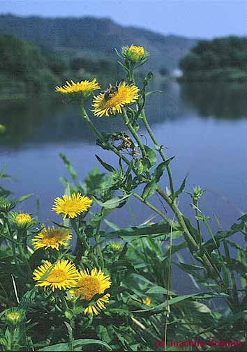 Inula britannica