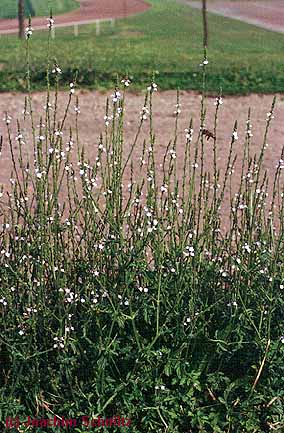 Verbena officinalis