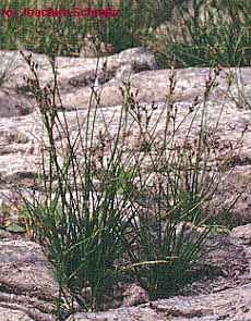 Juncus compressus