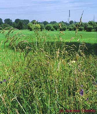 Festuca arundinacea