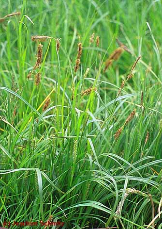 Carex hirta