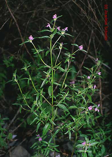 Galeopsis angustifolia