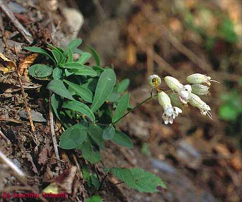 Silene vulgaris