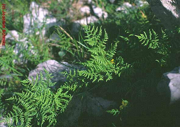 Gymnocarpium robertianum