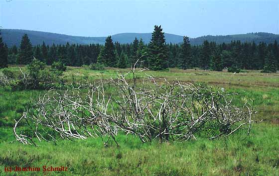 Salix aurita