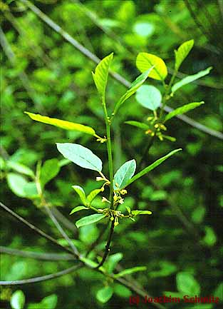 Frangula alnus