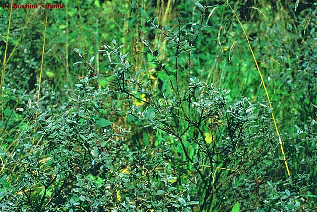 Salix repens ssp. repens