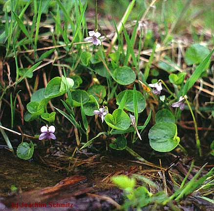 Viola palustris