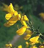 Cytisus scoparius