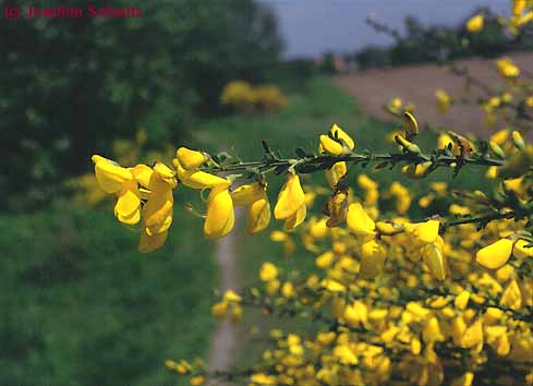 Cytisus scoparius