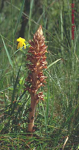 Orobanche rapum-genistae