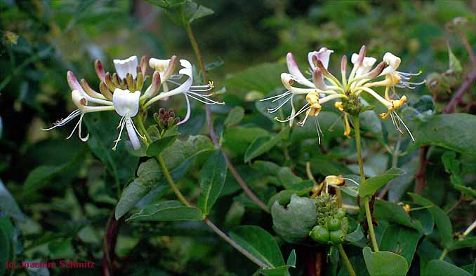 Lonicera periclymenum