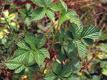 Rubus scissus