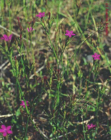 Dianthus armeria