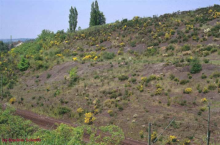 Cytisus striatus-Ges.