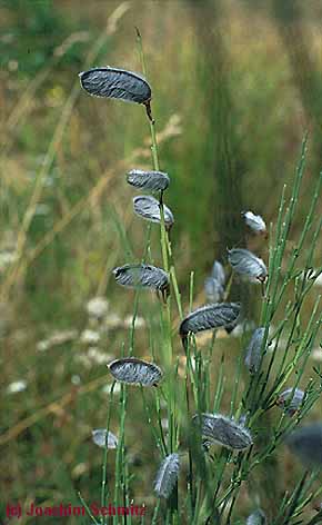 Cytisus striatus