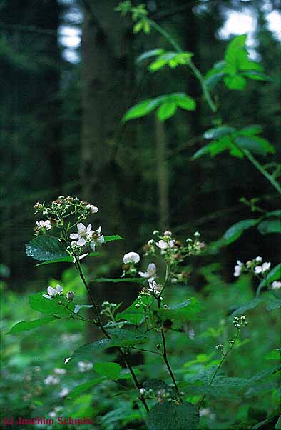 Rubus gratus