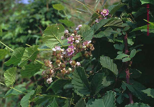 Rubus vestitus