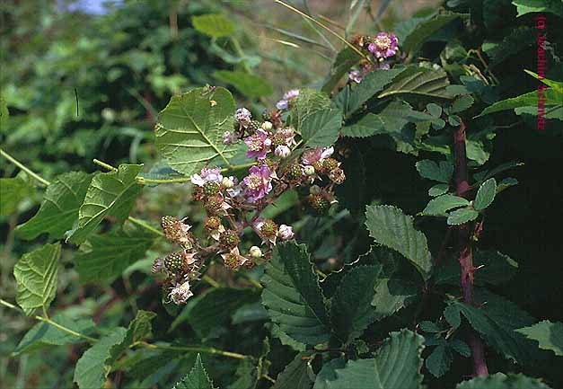 Rubus vestitus