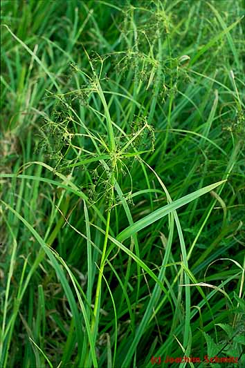 Scirpus sylvaticus