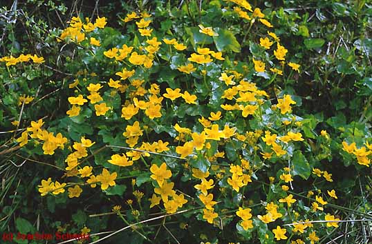 Caltha palustris