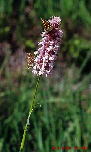 Bistorta officinalis