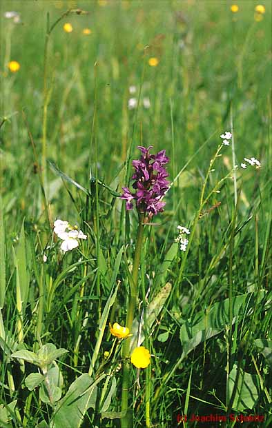 Dactylorhiza majalis