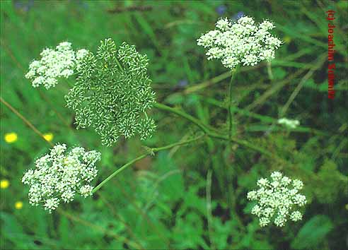 Selinum carvifolia