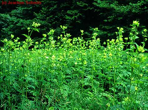 Cirsium oleraceum