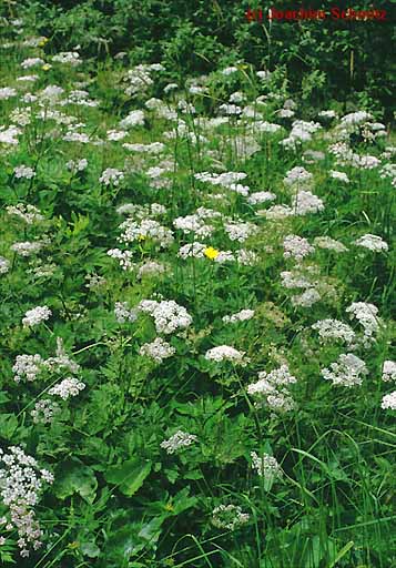 Chaerophyllum hirsutum