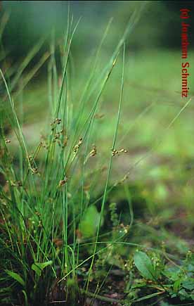 Juncus filiformis