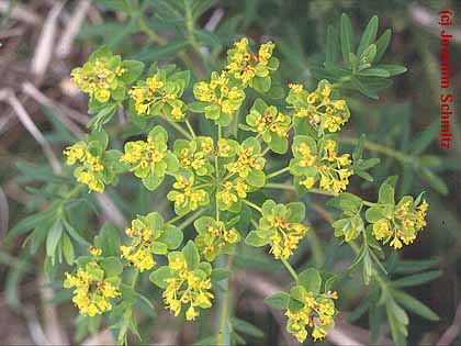 Euphorbia palustris