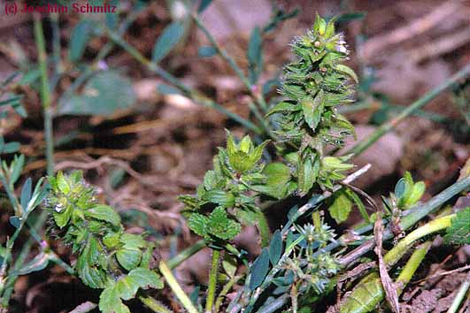 Stachys arvensis