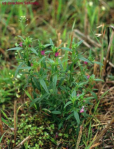 Misopates orontium